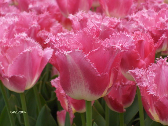 Tulipa Francy Frills